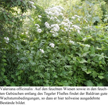 eichwe13.jpg (64476 Byte)