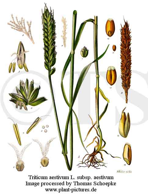 Th. Schoepke Vorlesung Systematik Liliidae Poales